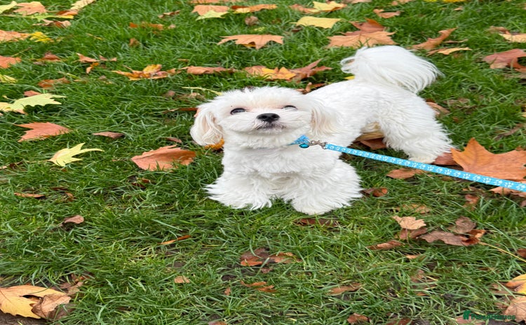 Maltese dogs Loving 9 month old puppy  - Advert 12