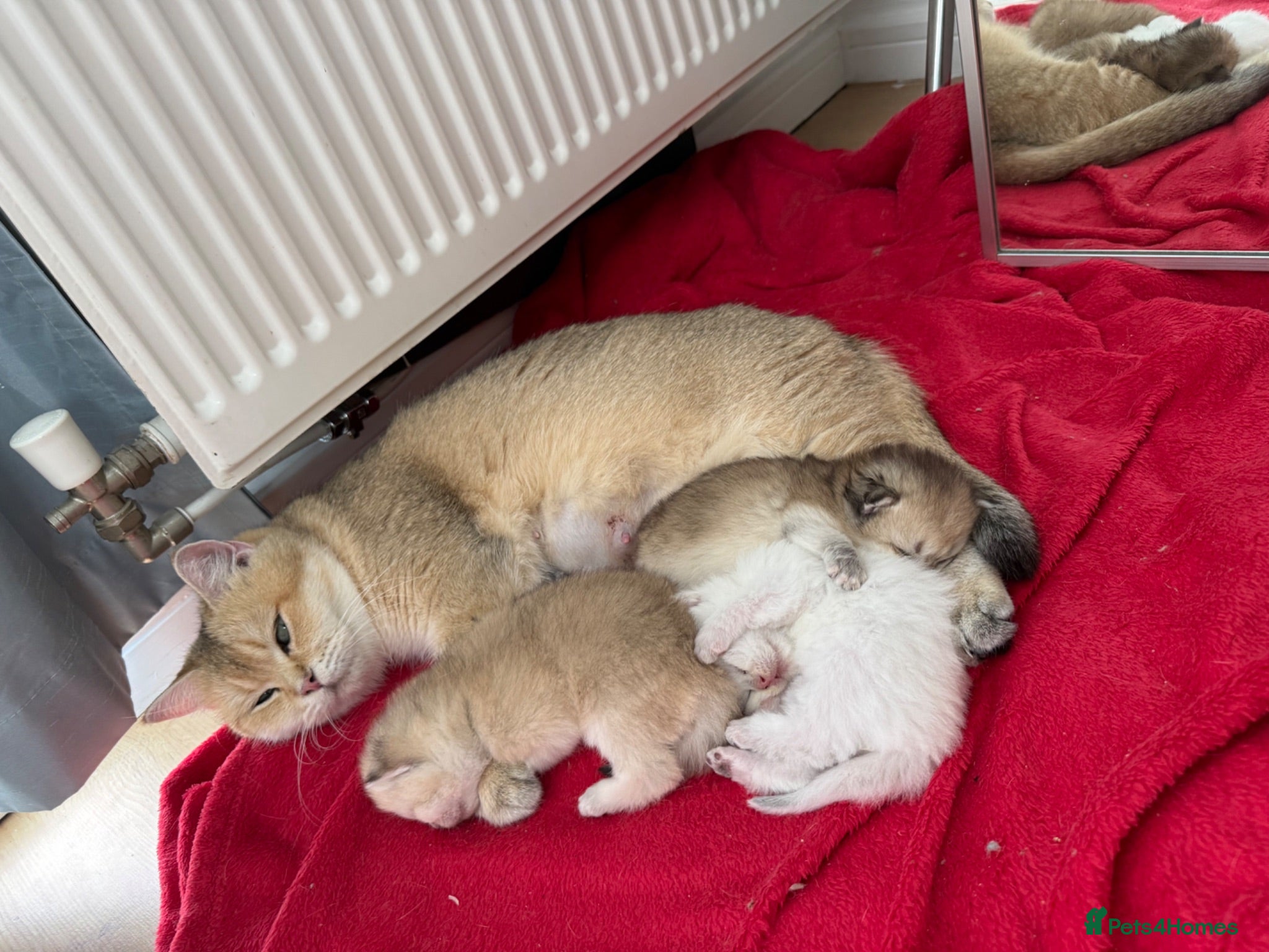 British Longhair cats Pure Bread British Longhair and Shorthair kittens - Advert 1