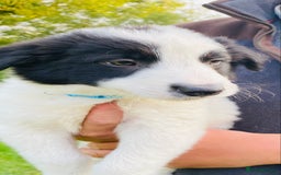 Border Collie dogs for sale: *7 Adorable Border collie pups* - Image 13