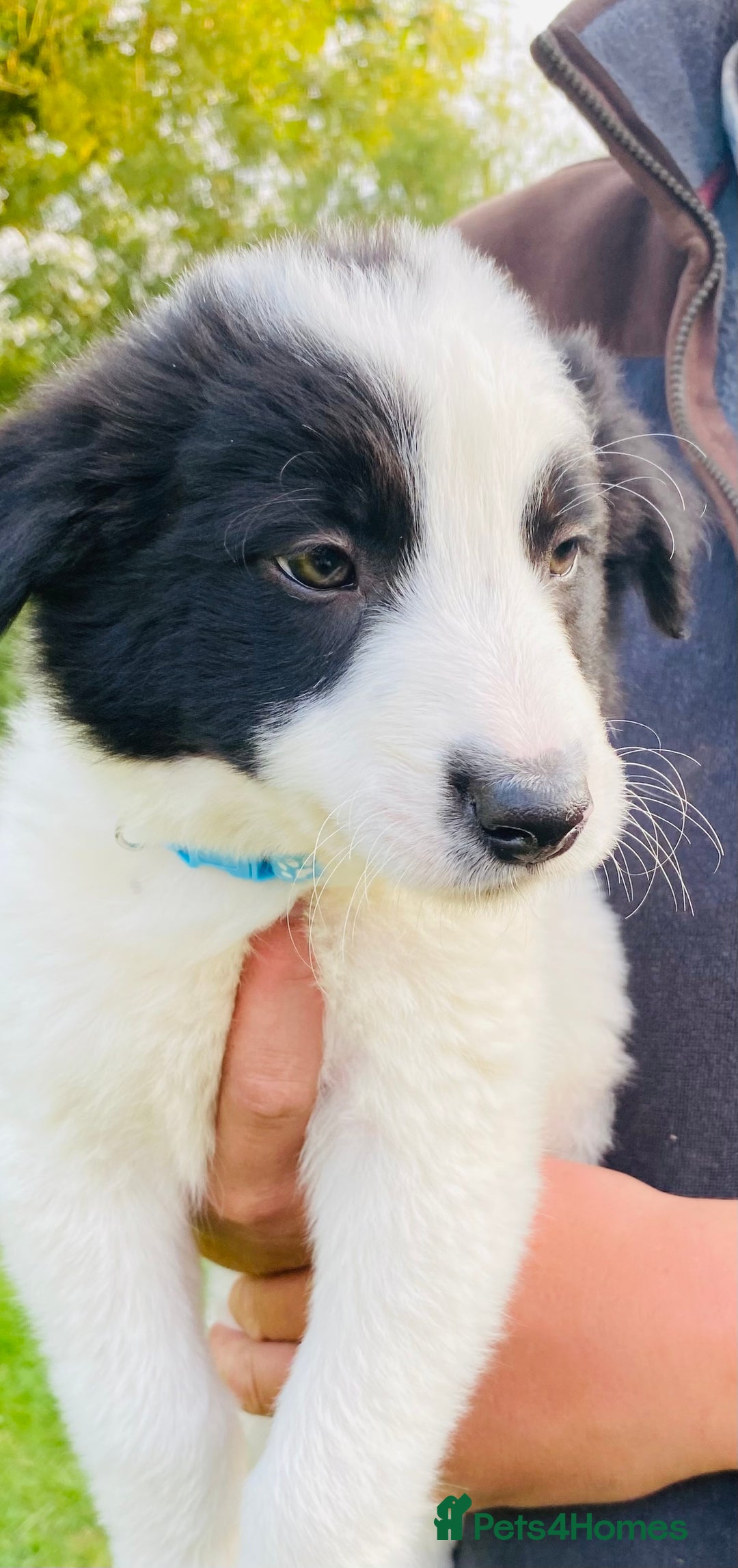 Border Collie dogs for sale: *7 Adorable Border collie pups* - Image 13