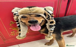 Mixed Breed dogs for adoption: ❤️🐶 RAPUNZEL – 1 year old gentle model❤️🐶  - Advert 7