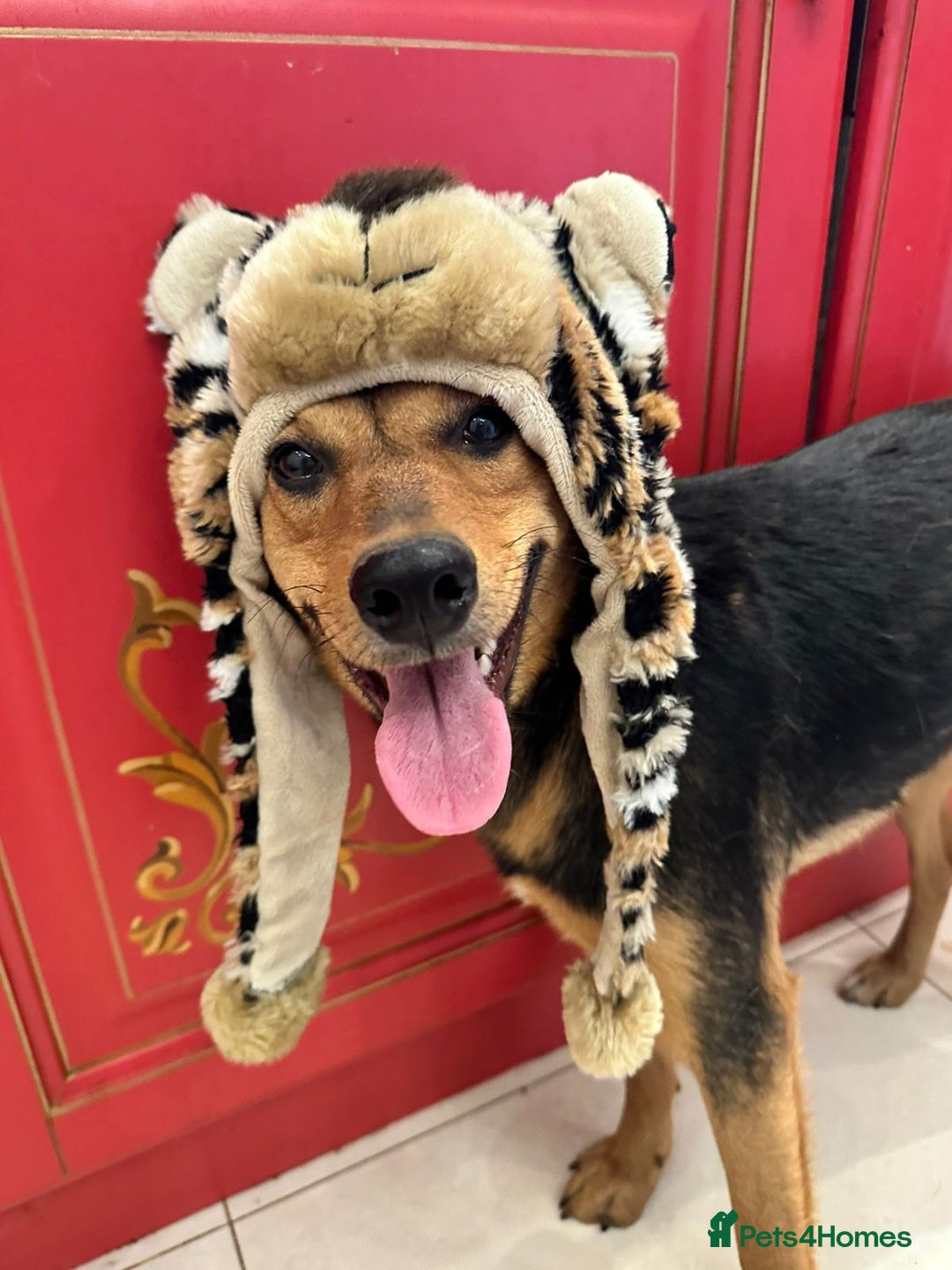 Mixed Breed dogs for adoption: ❤️🐶 RAPUNZEL – 1 year old gentle model❤️🐶  - Advert 7