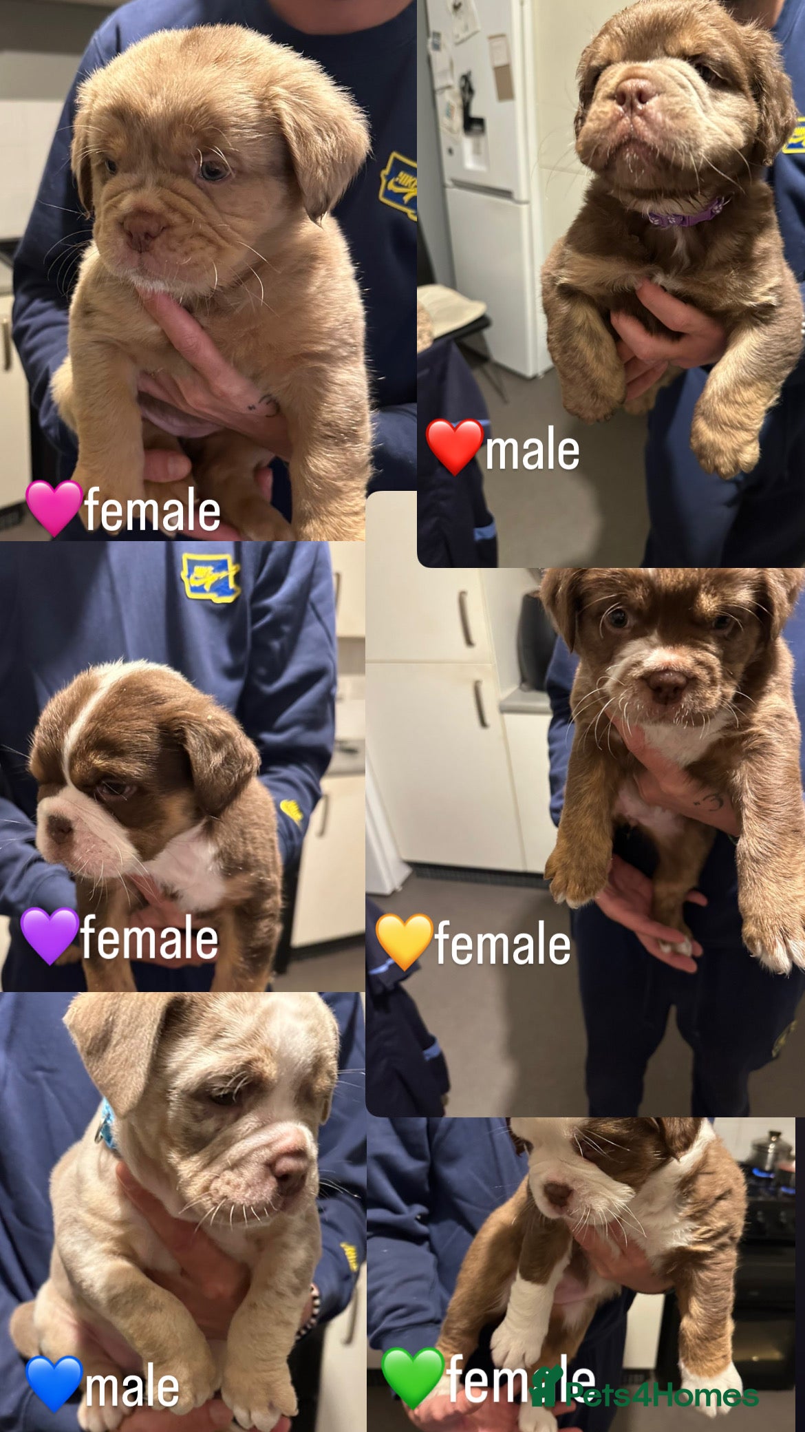 Mixed Breed dogs FLUFFY OLD TYME ENGLISH BULLDOG  - Advert 2