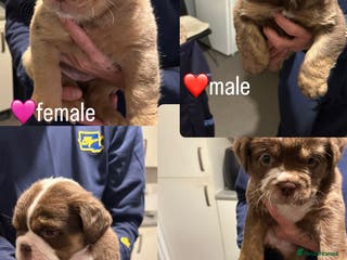 Mixed Breed dogs FLUFFY OLD TYME ENGLISH BULLDOG - Advert 3