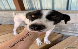 Mixed Breed dogs for adoption: Pixel, 3-4 yrs old. Available for adoption. - Image 16