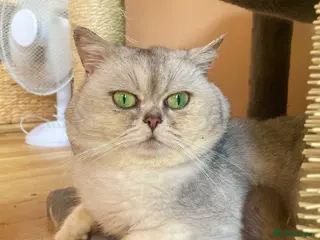 British Shorthair cats Imported chinchilla silver shaded ns11 for stud - Advert 1