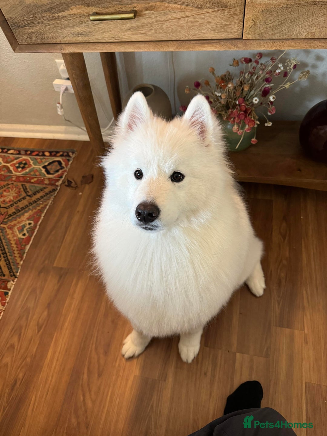 Samoyed dogs for sale: URGENT: 1-Year-Old Dog Needs Home in 7 Days - Advert 8