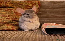 Chinchilla rodents for sale: Male and female chinchillas (Kiki&Gizmo) for sale - Image 4