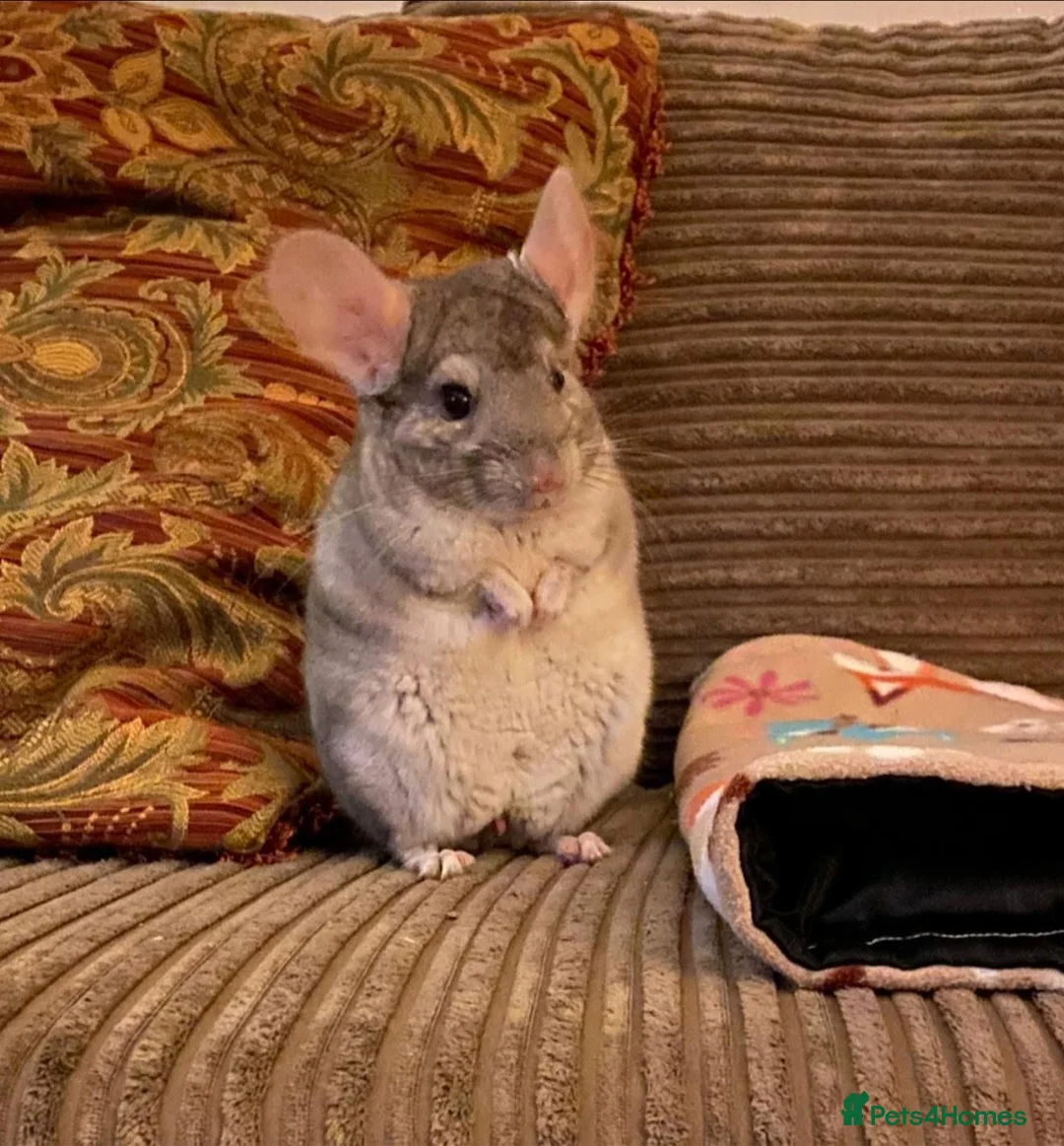 Chinchilla rodents for sale: Male and female chinchillas (Kiki&Gizmo) for sale - Advert 4