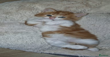 Mixed Breed cats - Advert 7