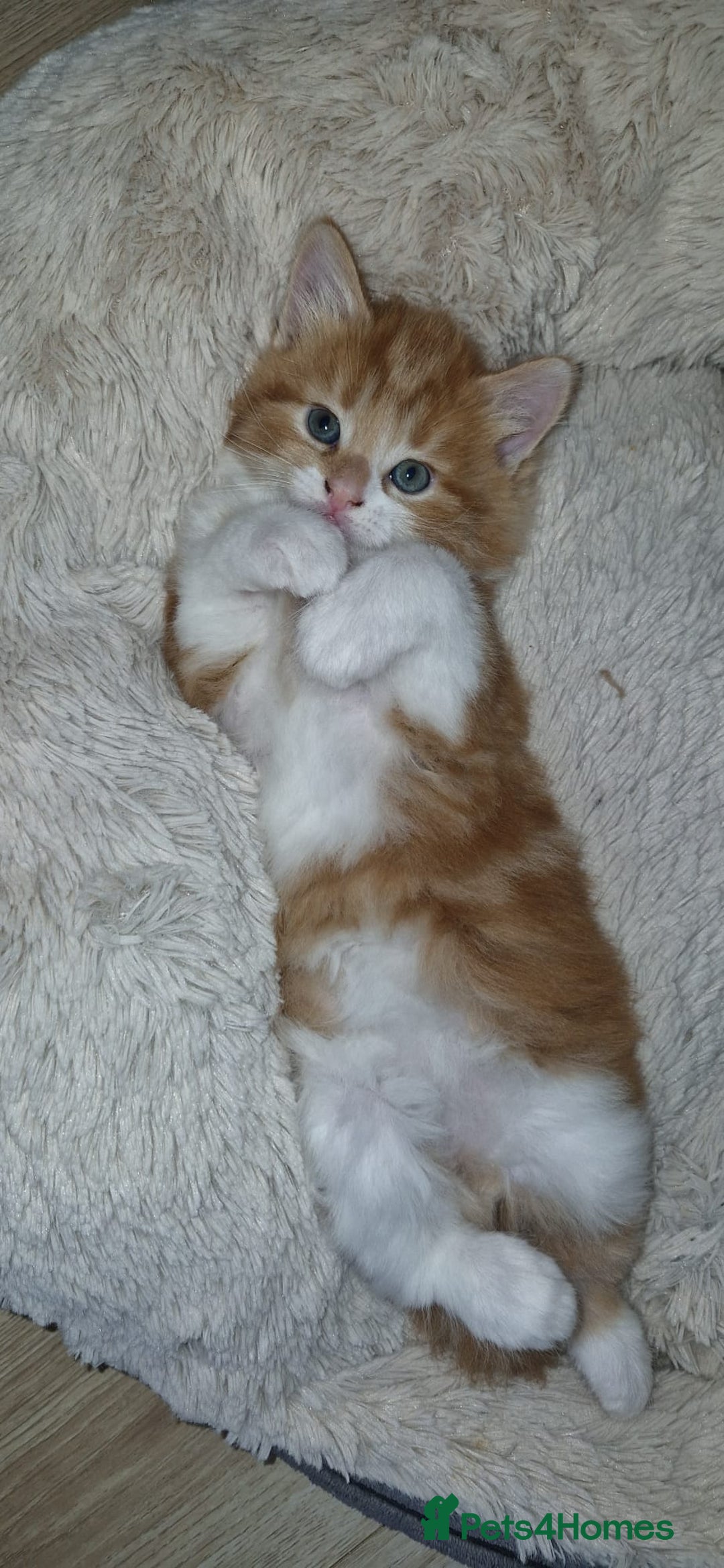 Mixed Breed cats for sale: Adorable kittens  - Image 3
