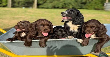 Sprocker dogs - Advert 2