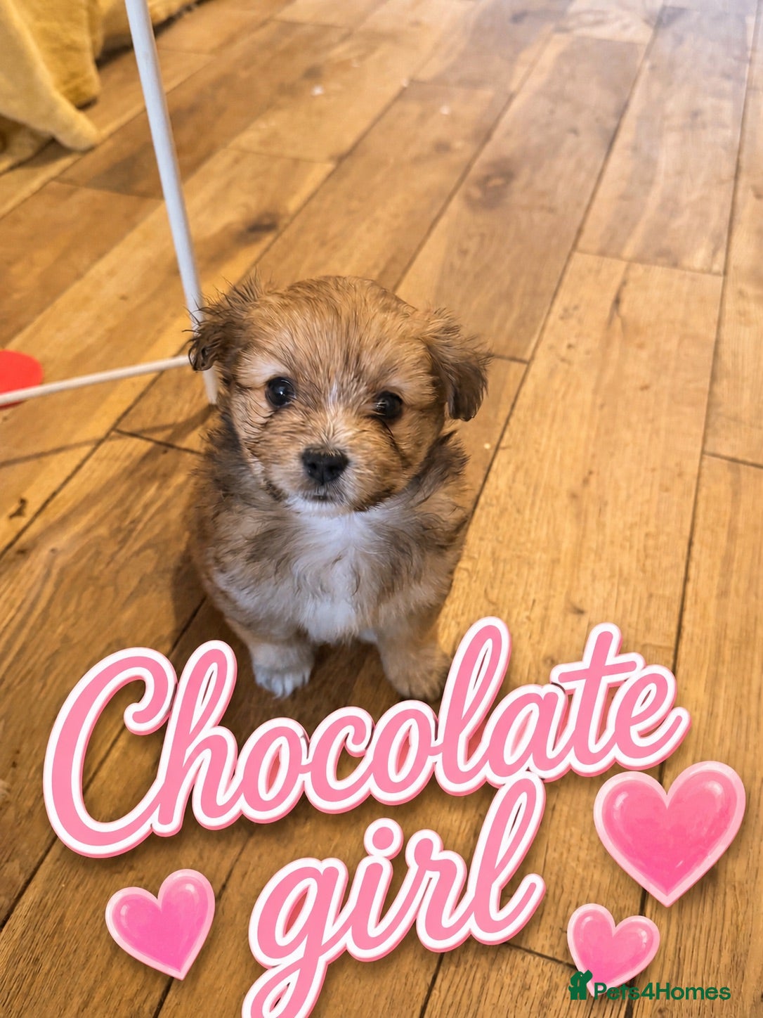 Mixed Breed dogs Pomeranian cross puppies  - Advert 18