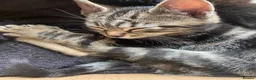 Bengal cats for sale:  Bengal kittens, ready to go! ❤️🏡 - Advert 10