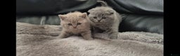 British Shorthair cats for sale: Bundles of joy - Advert 4