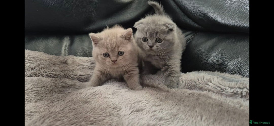British Shorthair cats for sale: Bundles of joy - Advert 4