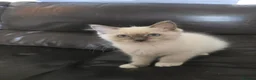 Ragdoll cats for sale: 🐾 Beautiful Ragdoll Kittens ready to leave 🐾 - Advert 33