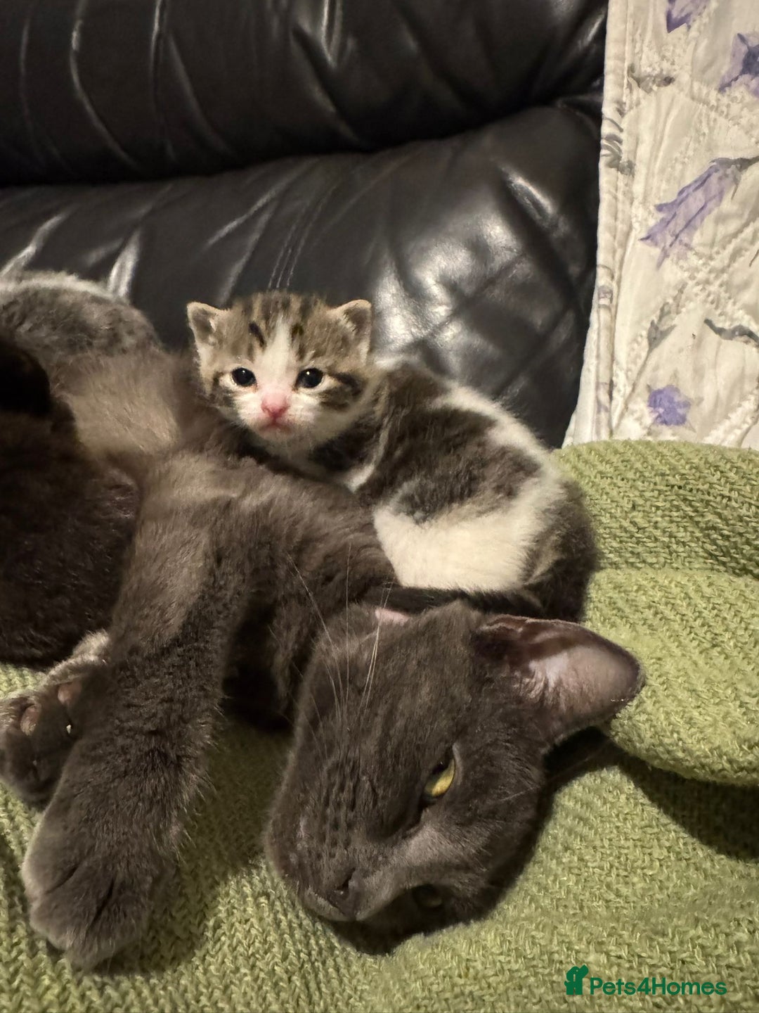Mixed Breed cats for sale: Russian Blue x Tabby - Advert 21