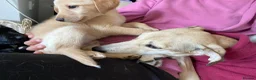 Mixed Breed dogs for sale: Lurcher puppies ready for forever homes - Advert 17