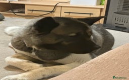 Akita dogs for sale: Bella - Advert 1