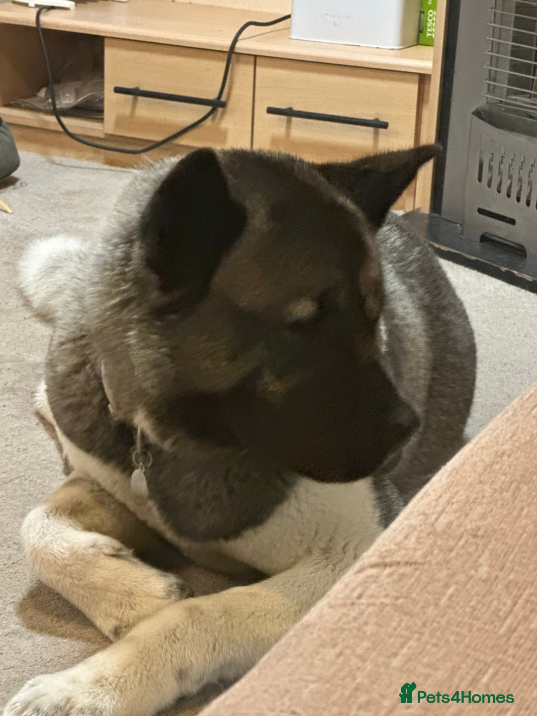 Akita dogs for sale: Bella - Advert 1