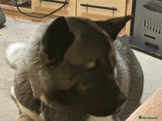 Akita dogs Bella - Advert 6