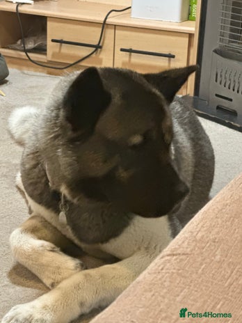 Akita dogs Bella - Advert 1