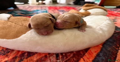 Labrador Retriever dogs Labrador puppies  - Advert 4