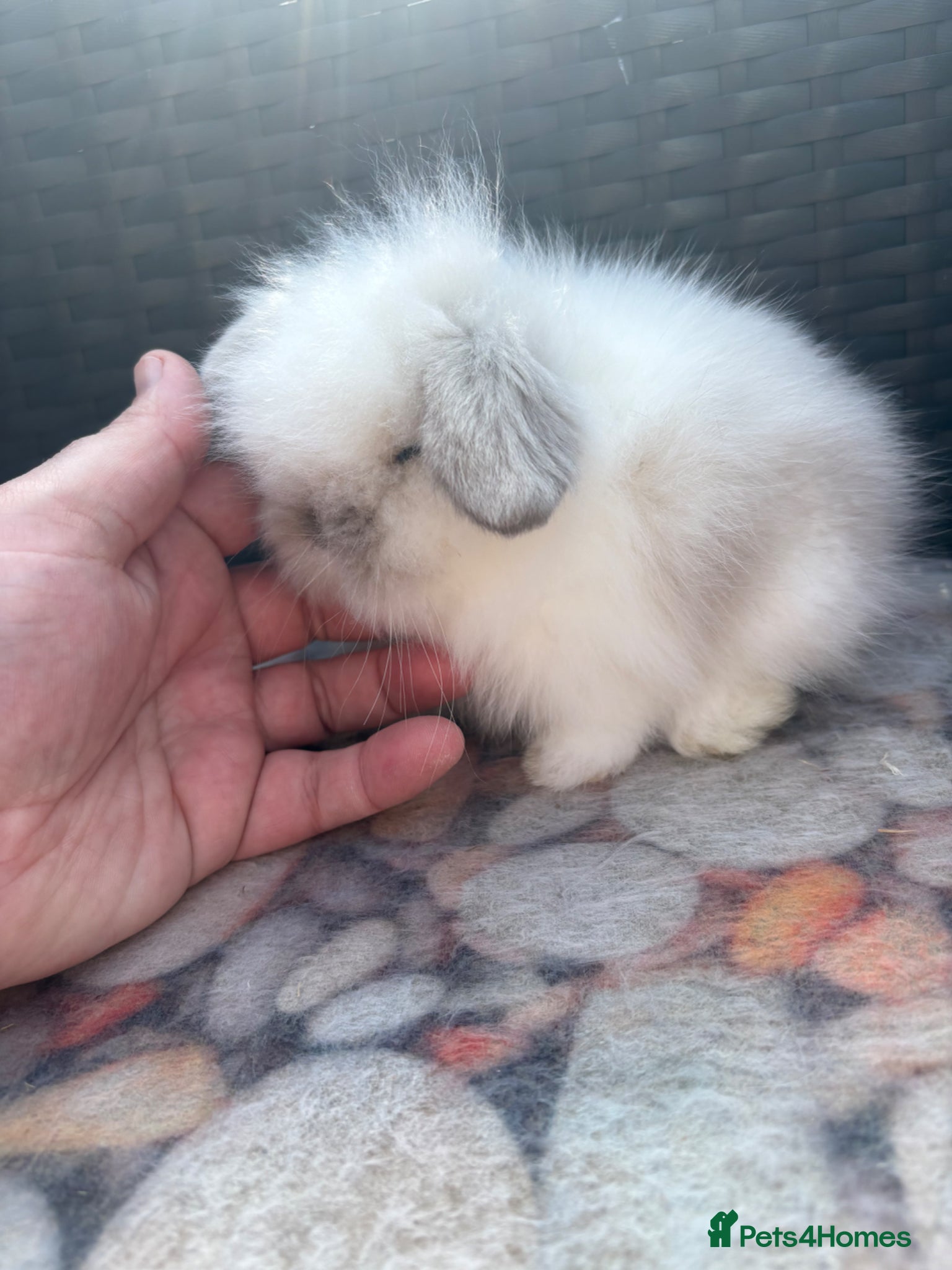Mini Lion Lop rabbits Mini Lionlop does vaccinated available  - Advert 2