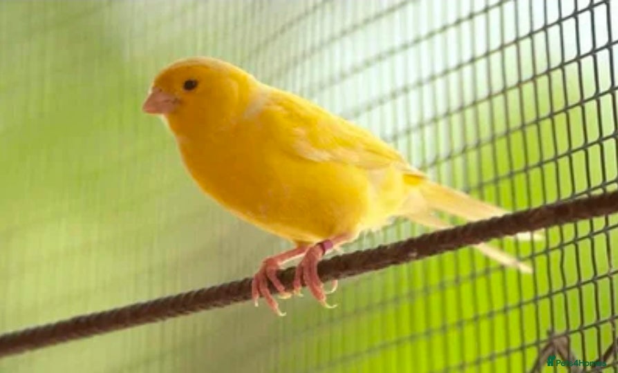 Chickens poultry Canaries,  canary  - Advert 1