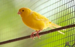 Chickens poultry for sale: Canaries,  canary  - Image 1