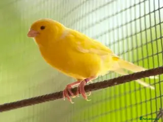 Chickens poultry Canaries, canary - Advert 1