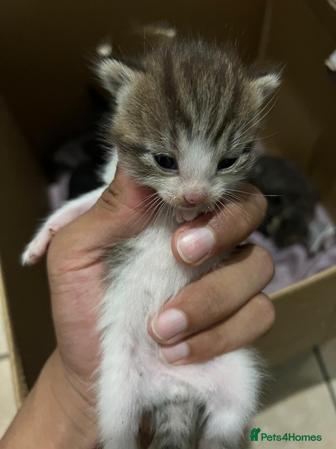 Domestic Shorthair cats for sale: cat and kittens for rehoming - Image 10