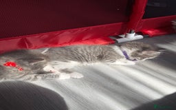 British Shorthair cats for sale: Beautiful bred British shorthairs  - Image 7