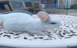 Mini Lop rabbits for sale: Ready Now Gorgeous Mini Lop Baby Rabbits Friendly - Image 4