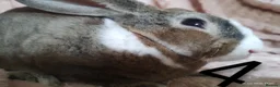 Rex rabbits for sale: 4 baby female Rex's - Advert 16