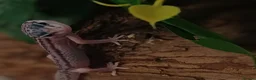 Leopard Gecko reptiles for sale: Mack Snow Eclipse (Tangerine x Black Night Cross)  - Advert 3