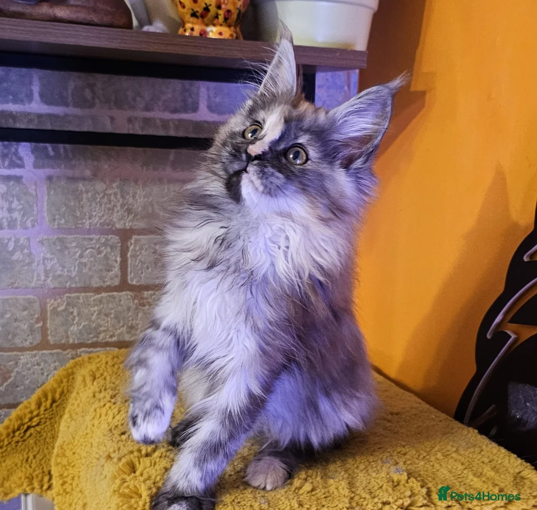 Maine Coon cats for sale: BEAUTIFUL MAINE COON KITTENS FOR SALE - Advert 10