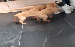Labrador Retriever dogs for sale: Red fox labrador puppy's  - Image 25