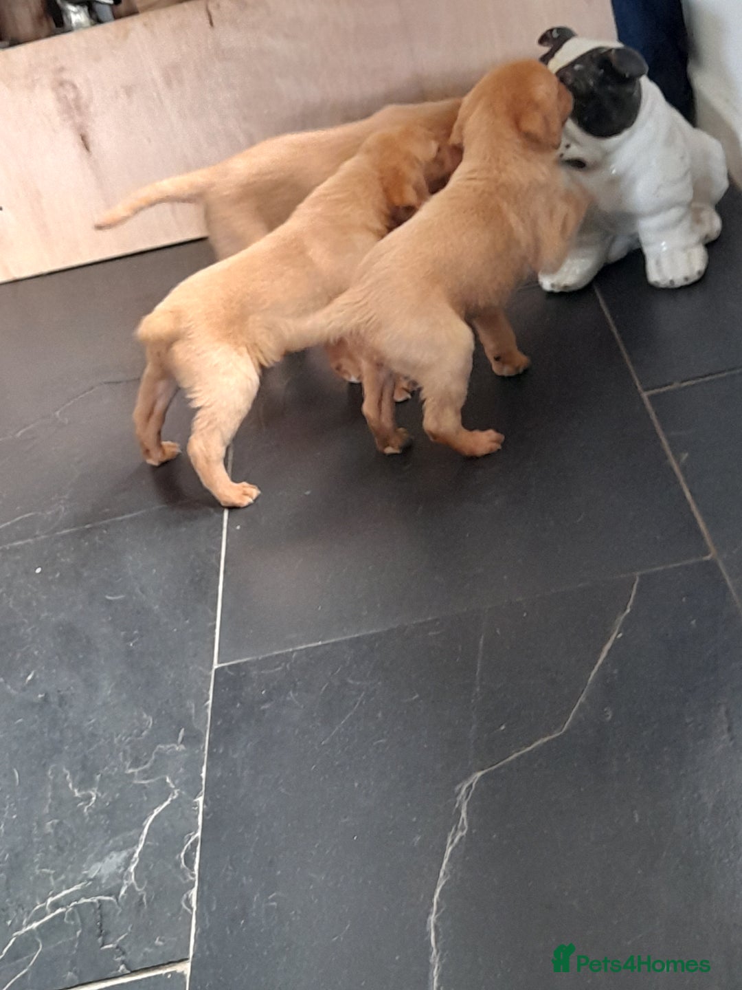 Labrador Retriever dogs for sale: Red fox labrador puppy's  - Image 25