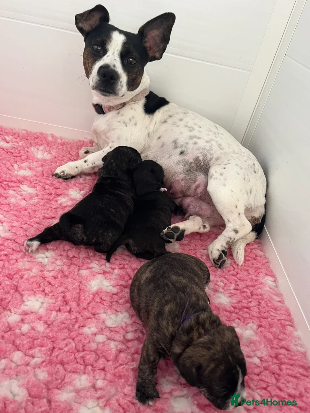 Jack Russell dogs for sale: Ready now..Jack Russellx highland terrier puppies - Advert 2
