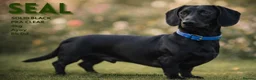 Miniature Dachshund dogs for stud: 💙 STUNNING SOLID BLACK MINIATURE STUD BOY💙 in Leicester - Advert 1