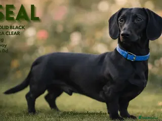 Miniature Dachshund dogs 💙 STUNNING SOLID BLACK MINIATURE STUD BOY💙 in Leicester - Advert 12