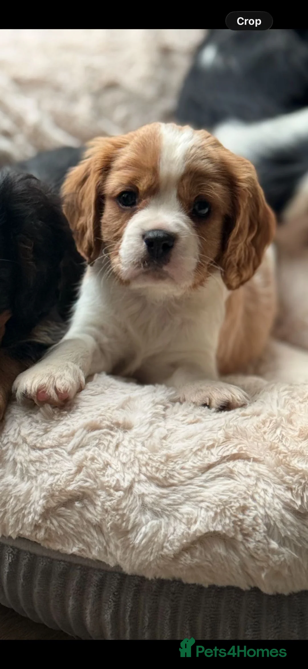 Cavalier King Charles Spaniel dogs for sale: Cavalier King Charles  - Advert 6