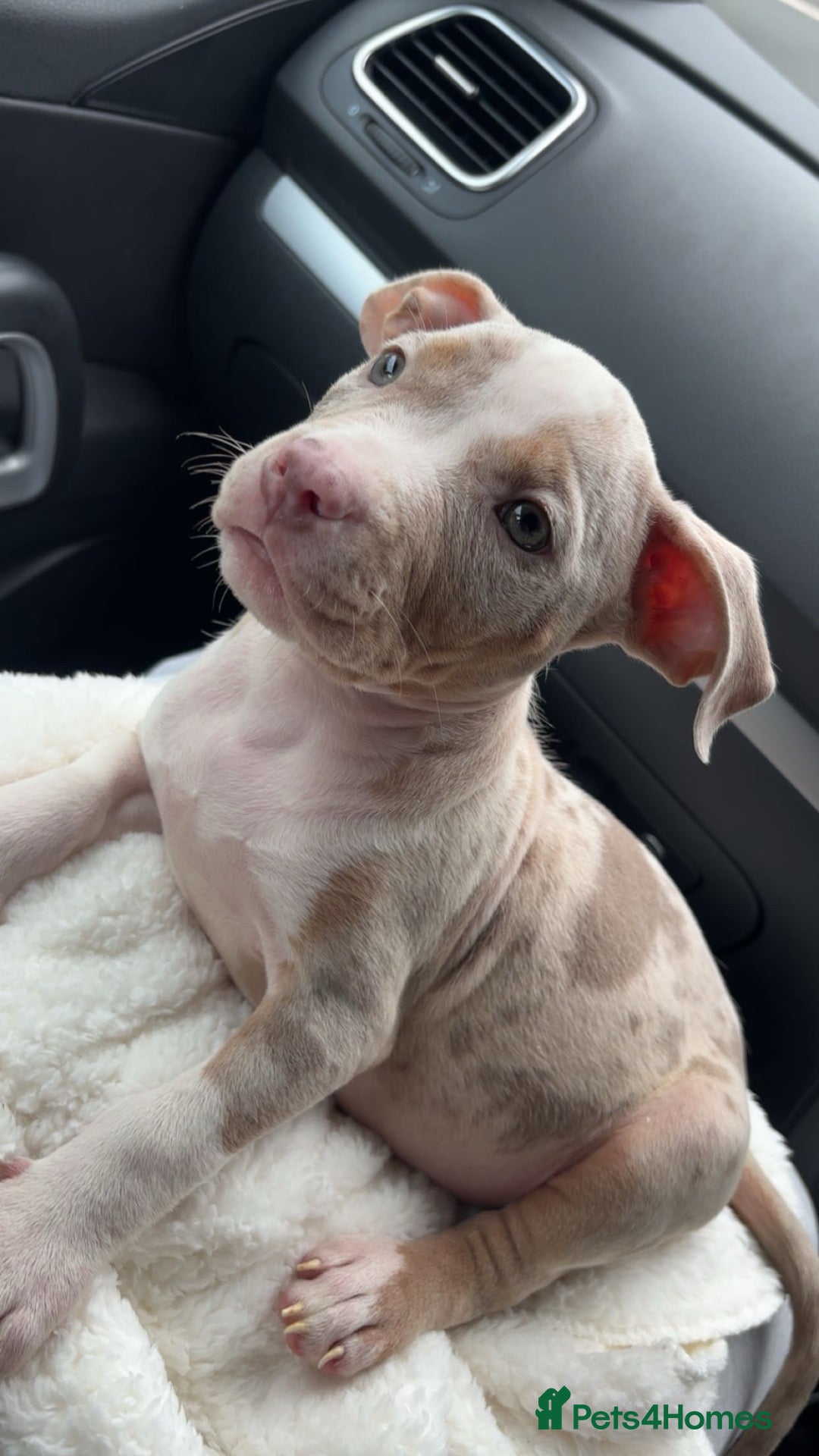 American Bulldog dogs American bully puppy  - Advert 1