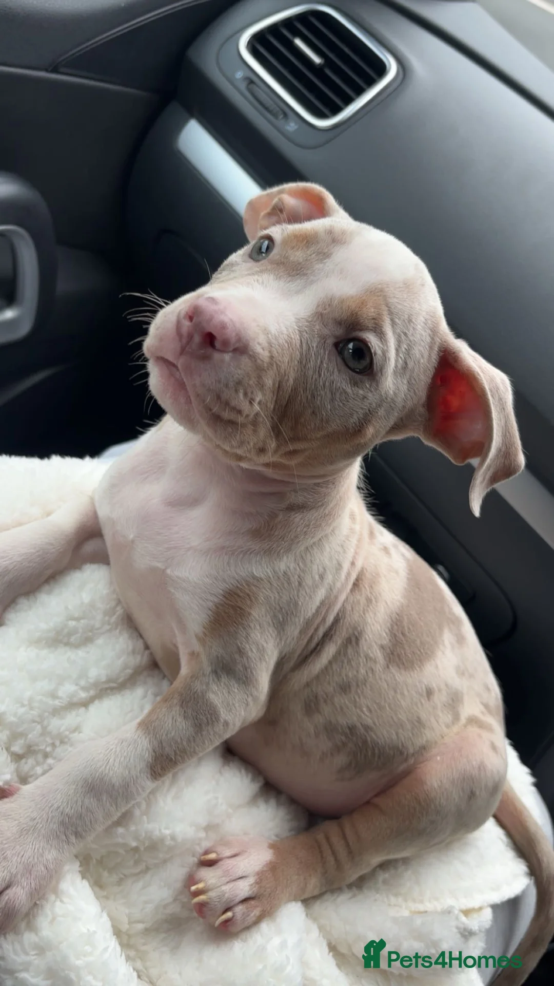 American Bulldog dogs for sale: American bully puppy  in Peebles - Advert 1