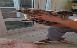 Mixed Breed cats for sale: Kitten looking for good House - Image 2