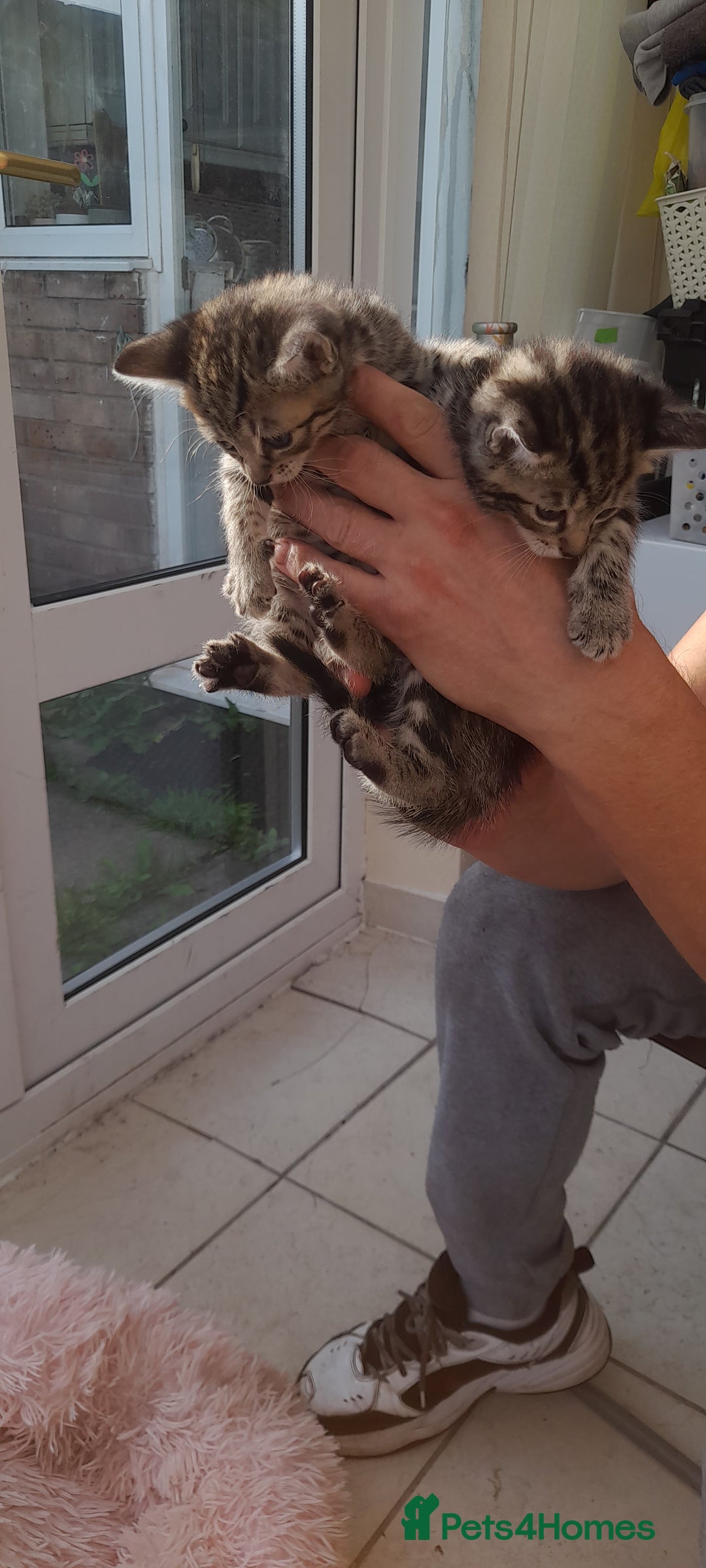 Mixed Breed cats for sale: Kitten looking for good House - Image 2