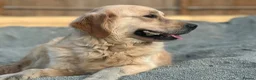 Golden Retriever dogs for sale: Golden retrievers  in Swanley - Advert 7