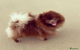 Pomeranian dogs for stud: Chocolate Stud Kc Registered ,Embark tested in Runcorn - Image 6